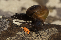 Urocyclidae