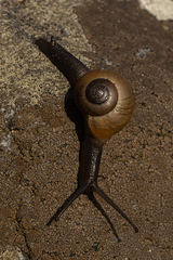 Urocyclidae