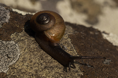 Urocyclidae