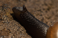 Urocyclidae