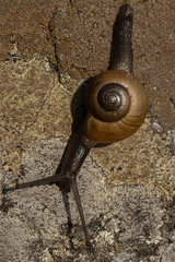 Urocyclidae
