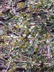 Macroglossum trochilus