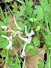 Corydalis triternata
