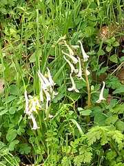 Corydalis triternata