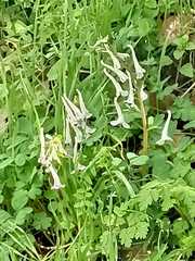 Corydalis triternata