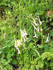 Corydalis triternata