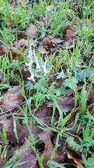 Corydalis triternata
