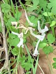 Corydalis triternata