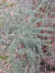 Asparagus albus