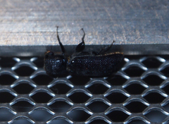 Bostrichidae