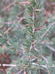 Asparagus albus