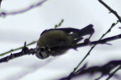 Cyanistes caeruleus × cyanus