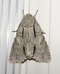 Acronicta laetifica