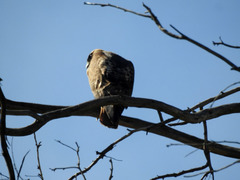 Buteo jamaicensis