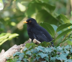 Turdus merula