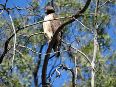 Buteo jamaicensis