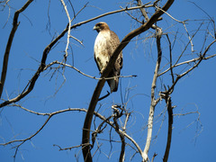 Buteo jamaicensis