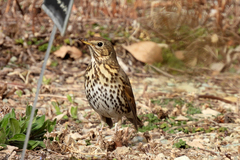 Turdus philomelos