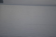 Podiceps auritus
