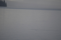 Podiceps auritus