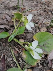 Viola alba