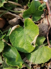 Viola alba