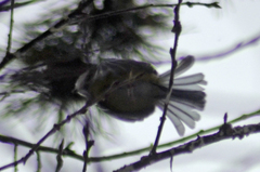 Cyanistes caeruleus × cyanus
