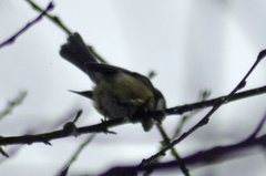 Cyanistes caeruleus × cyanus