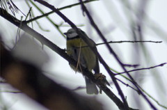 Cyanistes caeruleus × cyanus