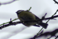 Cyanistes caeruleus × cyanus