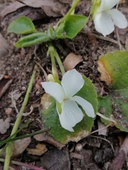 Viola alba