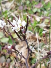 Cardamine hirsuta