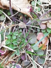 Cardamine hirsuta