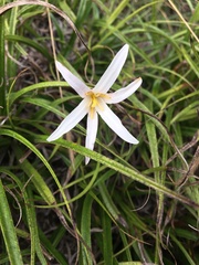 Xerophyta adendorffii