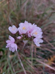Allium roseum