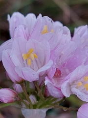 Allium roseum