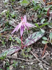 Erythronium dens-canis
