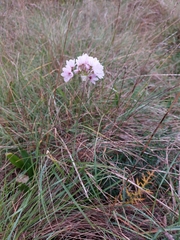 Allium roseum
