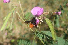 Megachilini