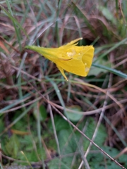 Narcissus bulbocodium