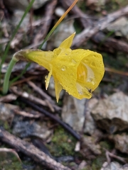 Narcissus bulbocodium