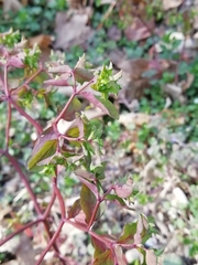 Euphorbia peplus