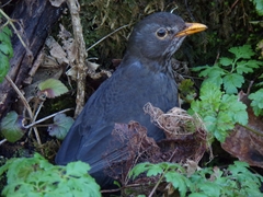 Turdus merula