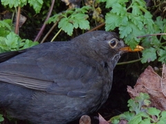 Turdus merula