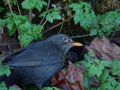 Turdus merula