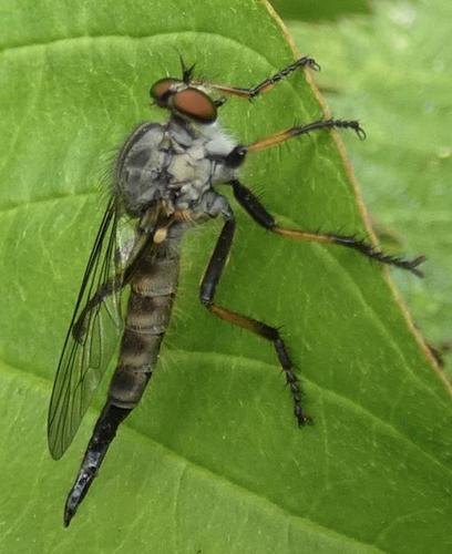 Common Awl Robber Fly, photo 2 of 10