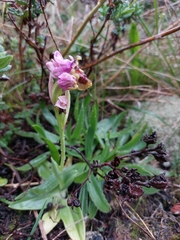 Ophrys tenthredinifera