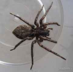Tomopisthes horrendus