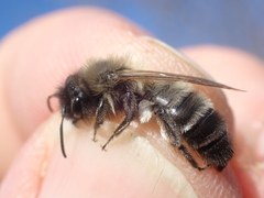Andrena nycthemera