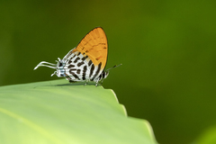 Drupadia ravindra moorei